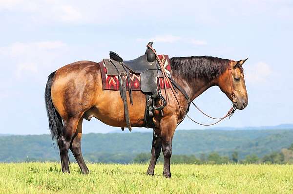 trail-quarter-horse