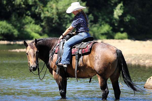 western-riding-quarter-horse