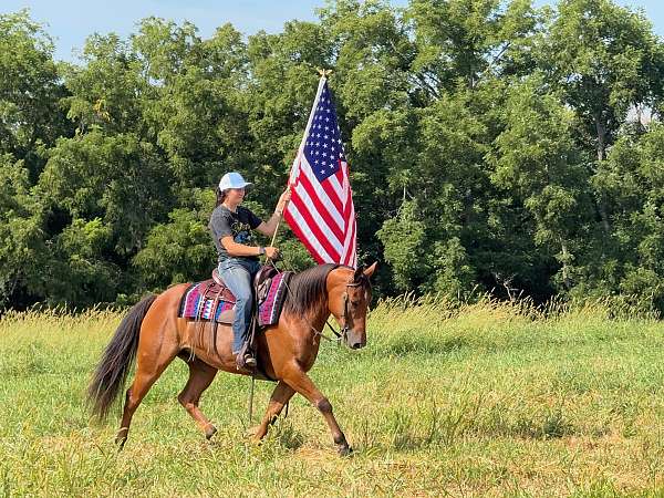 companion-welsh-pony