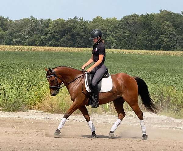 cross-welsh-pony