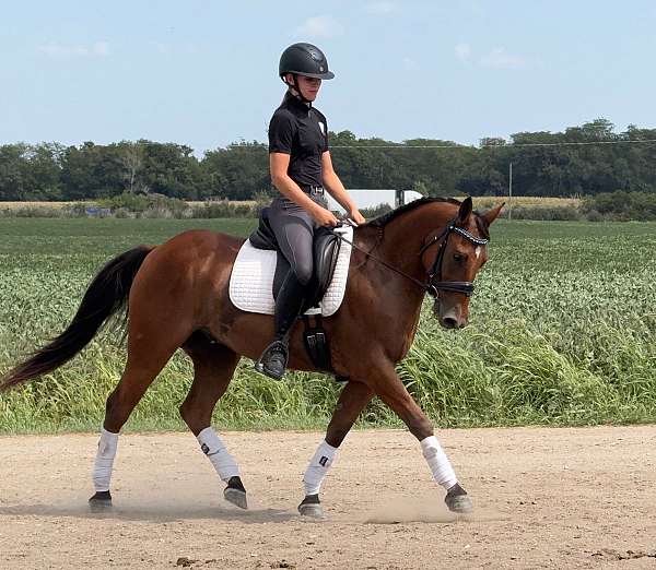 dressage-welsh-pony