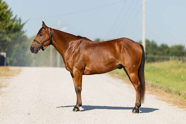 flashy-welsh-pony