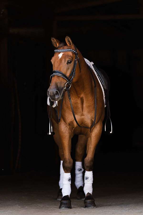 jumping-welsh-pony
