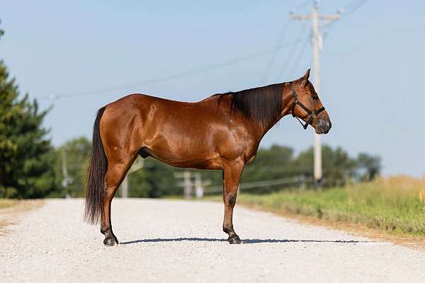 kid-safe-welsh-pony