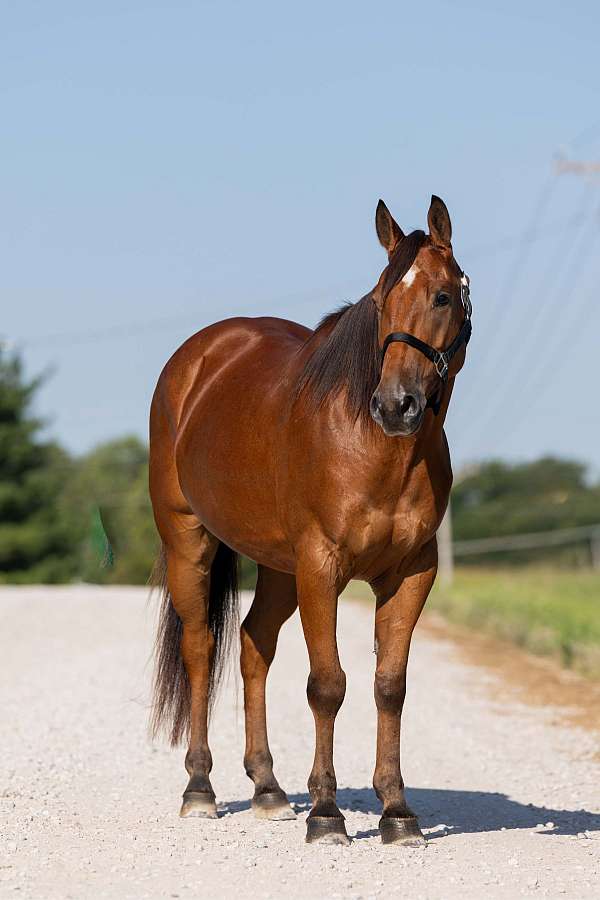 parade-welsh-pony