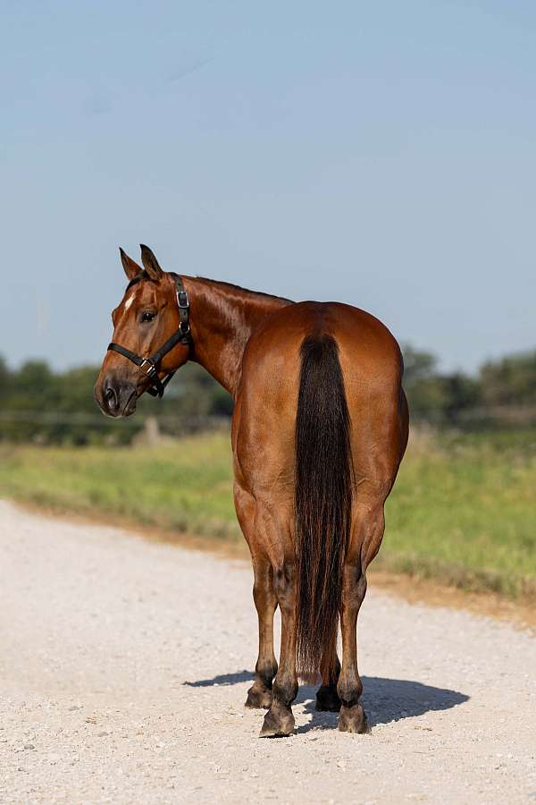 ranch-welsh-pony