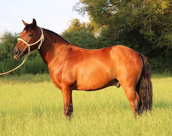 experienced-ranch-pony