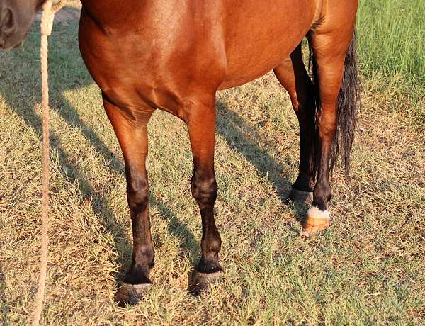 12-hand-pony