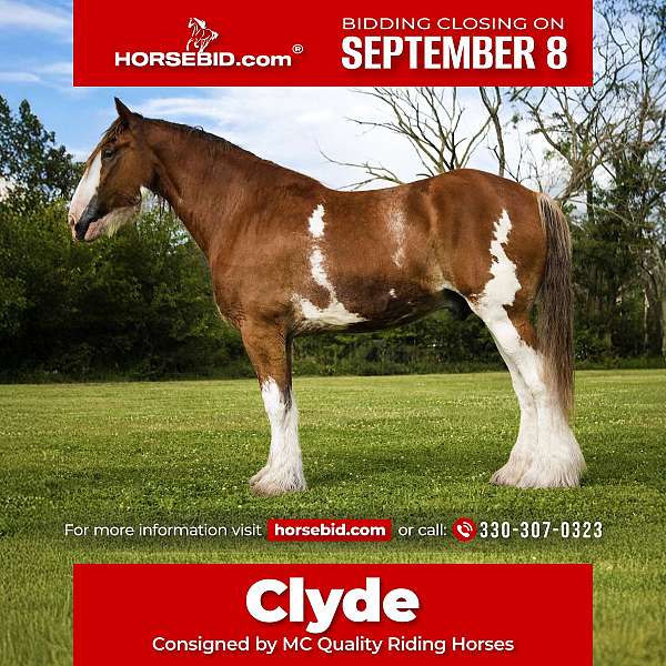 all-around-clydesdale-horse