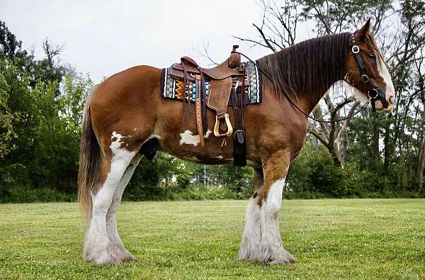 athletic-clydesdale-horse