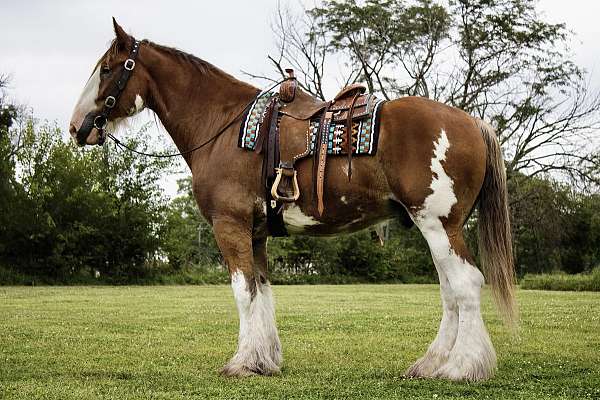 driving-clydesdale-horse