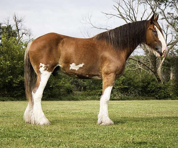 flashy-clydesdale-horse