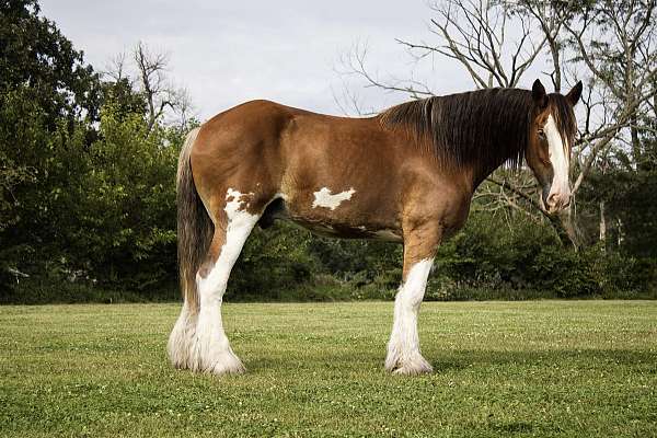 husband-safe-clydesdale-horse