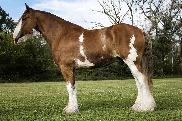 parade-clydesdale-horse