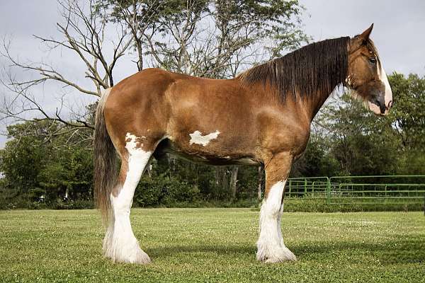 ranch-clydesdale-horse