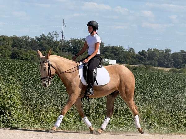 flashy-mule