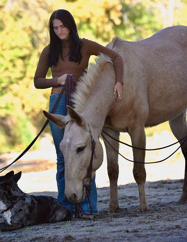 husband-safe-mule