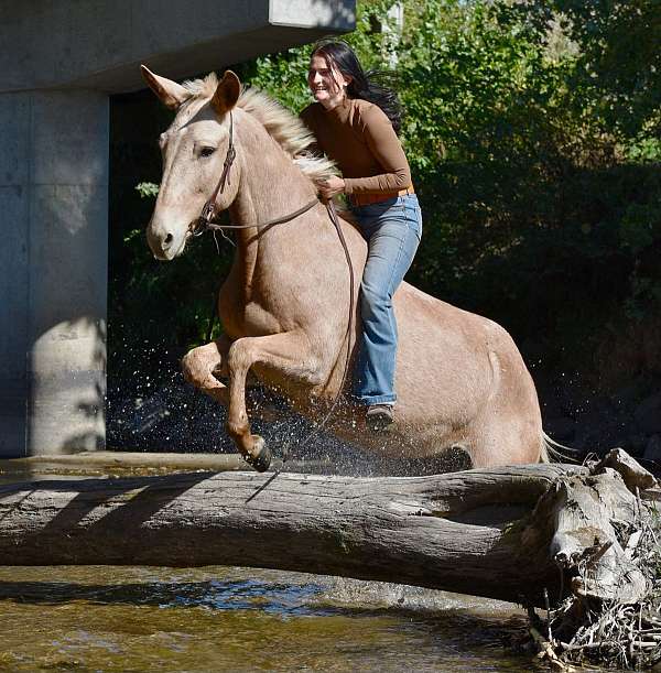jumping-mule