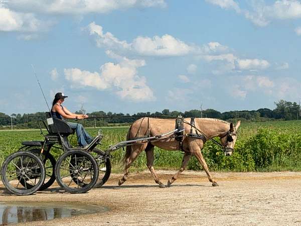 ridden-english-mule