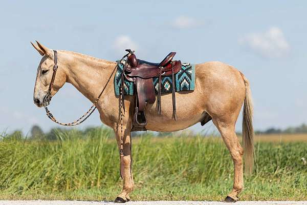 ridden-western-mule
