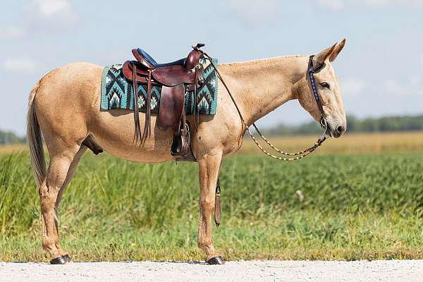 show-mule