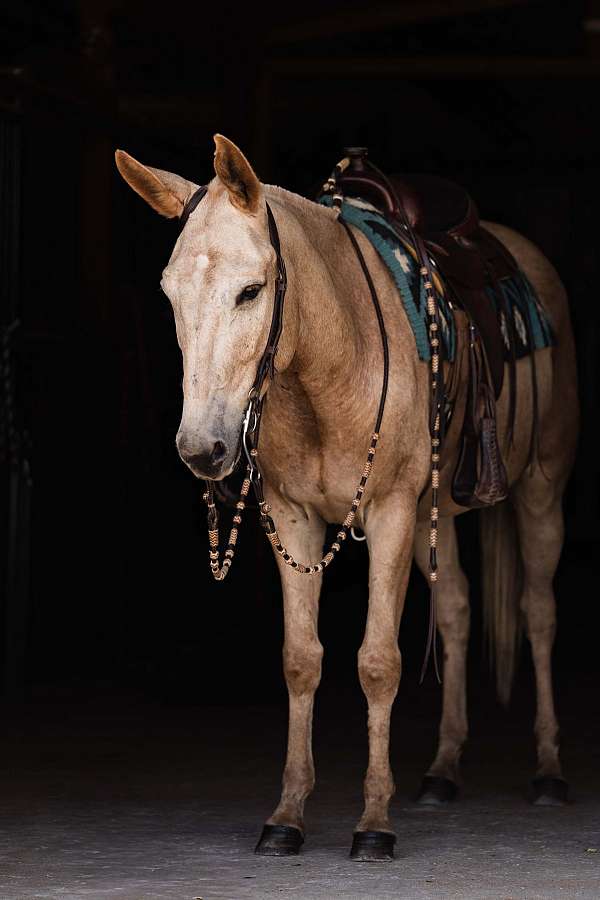trail-mule