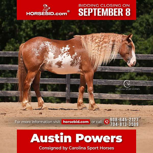 pinto-clydesdale-gelding