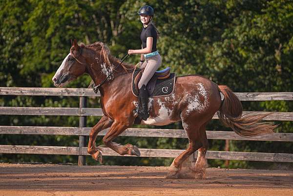 pinto-clydesdale-for-sale