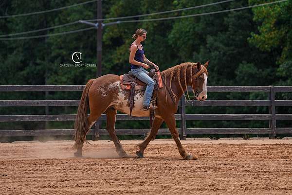 pinto-clydesdale-horse