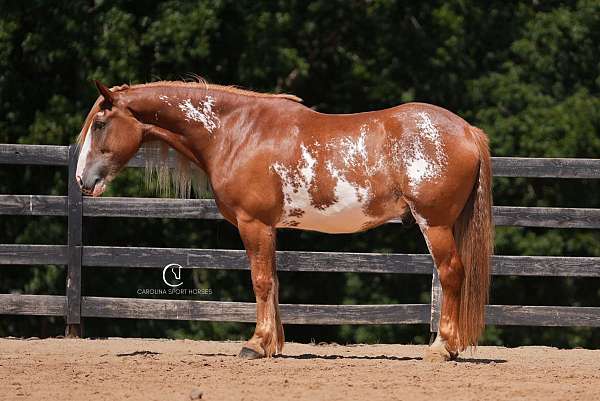 pinto-clydesdale