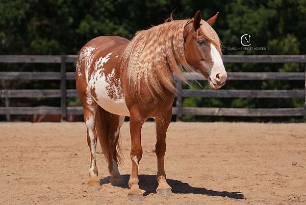 all-around-clydesdale-horse