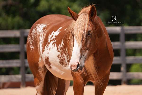 athletic-clydesdale-horse