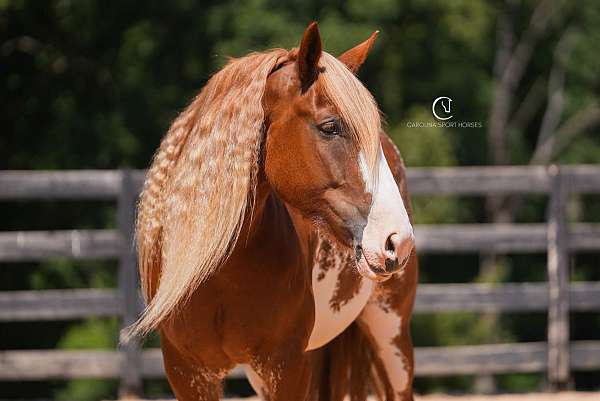 beginner-clydesdale-horse