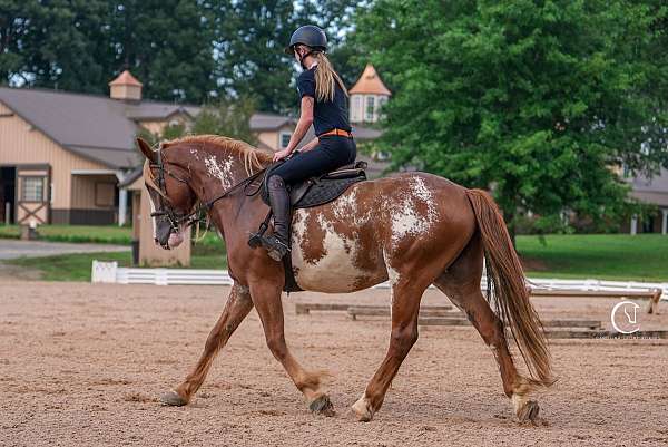 cross-clydesdale-horse