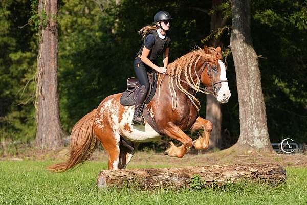dressage-clydesdale-horse