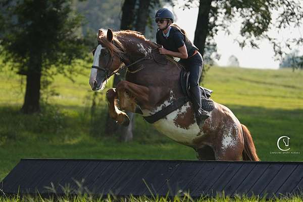 flashy-clydesdale-horse
