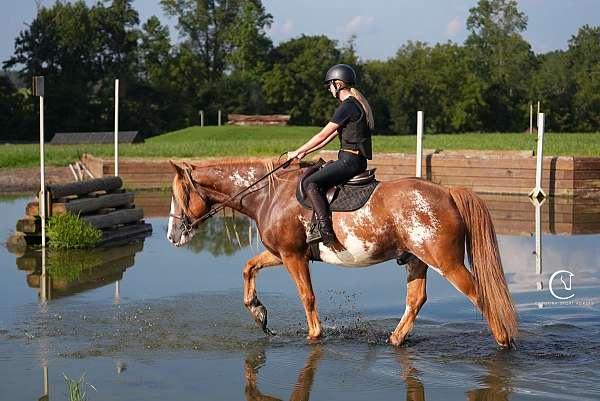 husband-safe-clydesdale-horse