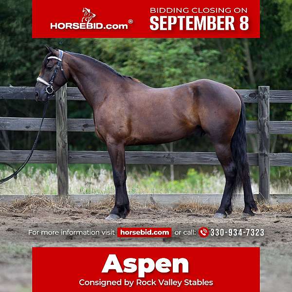 all-around-friesian-horse