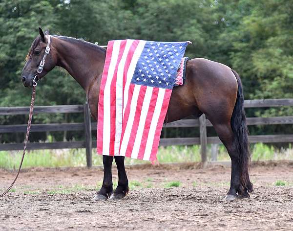 athletic-friesian-horse