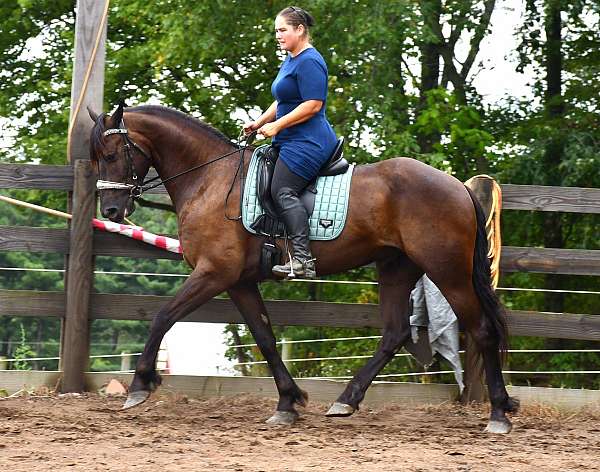 cross-friesian-horse