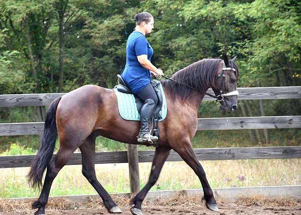 dressage-friesian-horse