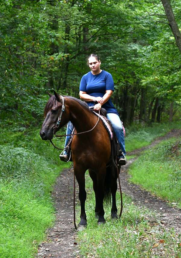 flashy-friesian-horse