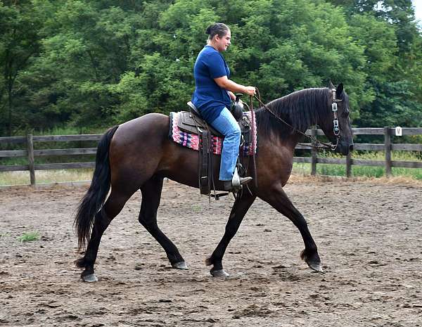 parade-friesian-horse