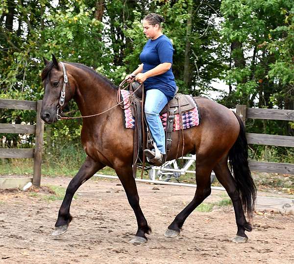 ranch-friesian-horse