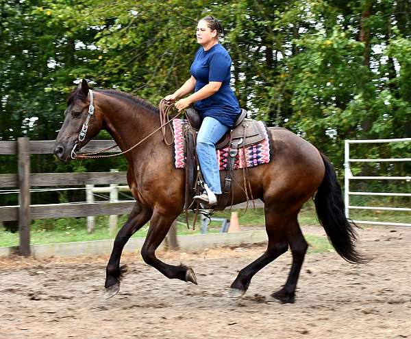 ranch-work-friesian-horse