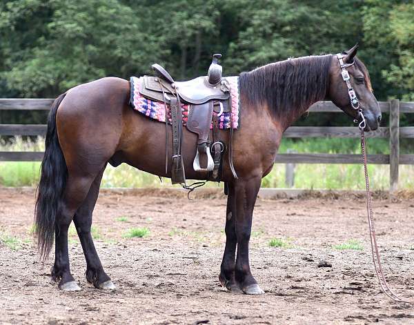 ridden-english-friesian-horse