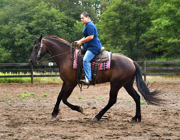 ridden-western-friesian-horse