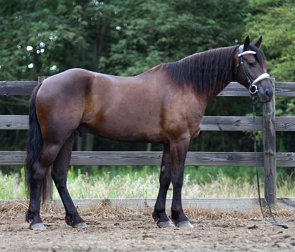 show-friesian-horse