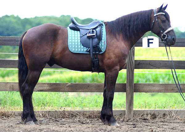 trail-friesian-horse