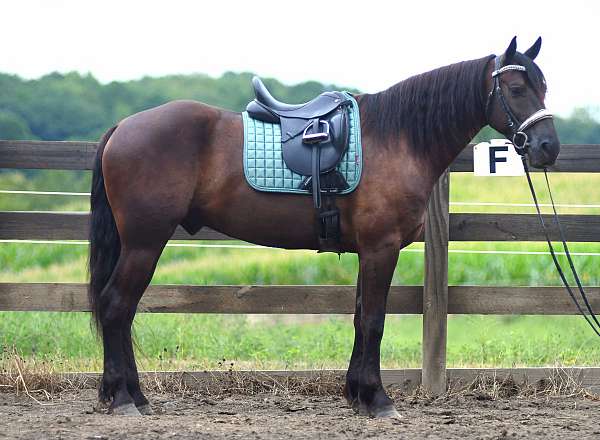 trail-riding-friesian-horse